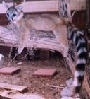 Ringtail Cat